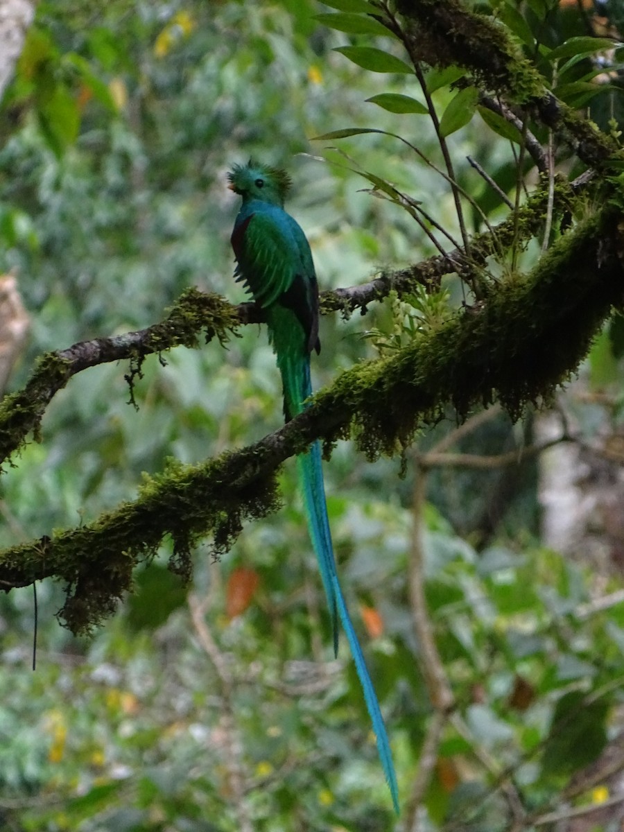 Quetzal Guatemalteco - ML200763481