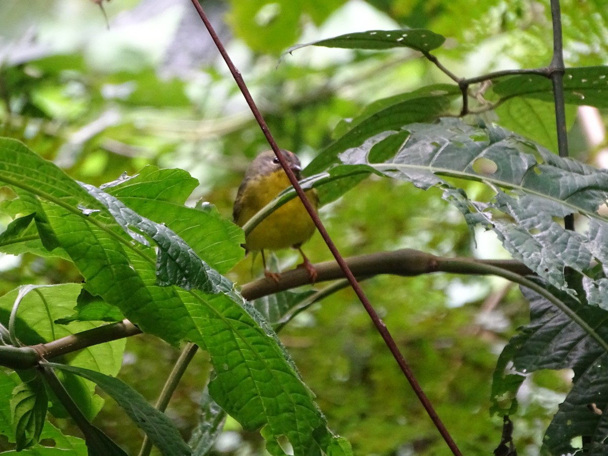 Golden-crowned Warbler - ML200763771