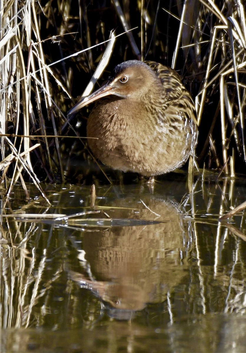 eBird Checklist - 20 Jan 2020 - Blackwater NWR--Wildlife Drive - 19 species