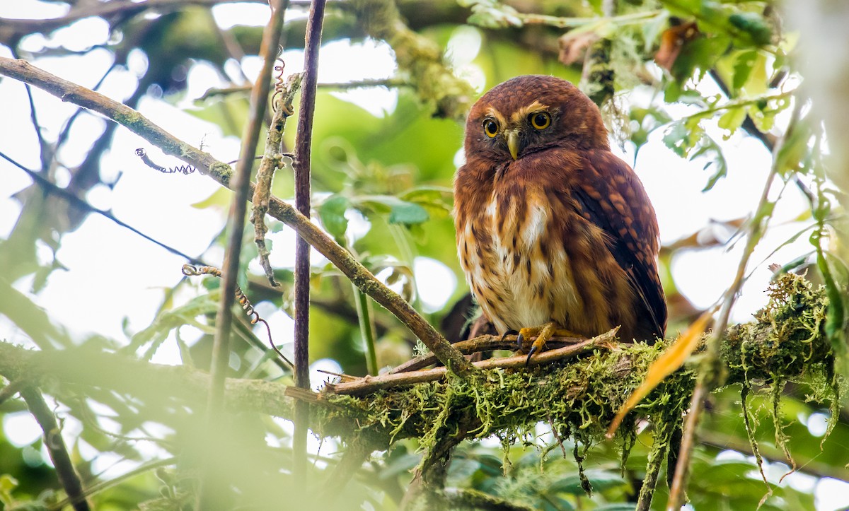 Andean Pygmy-Owl - ML200767751