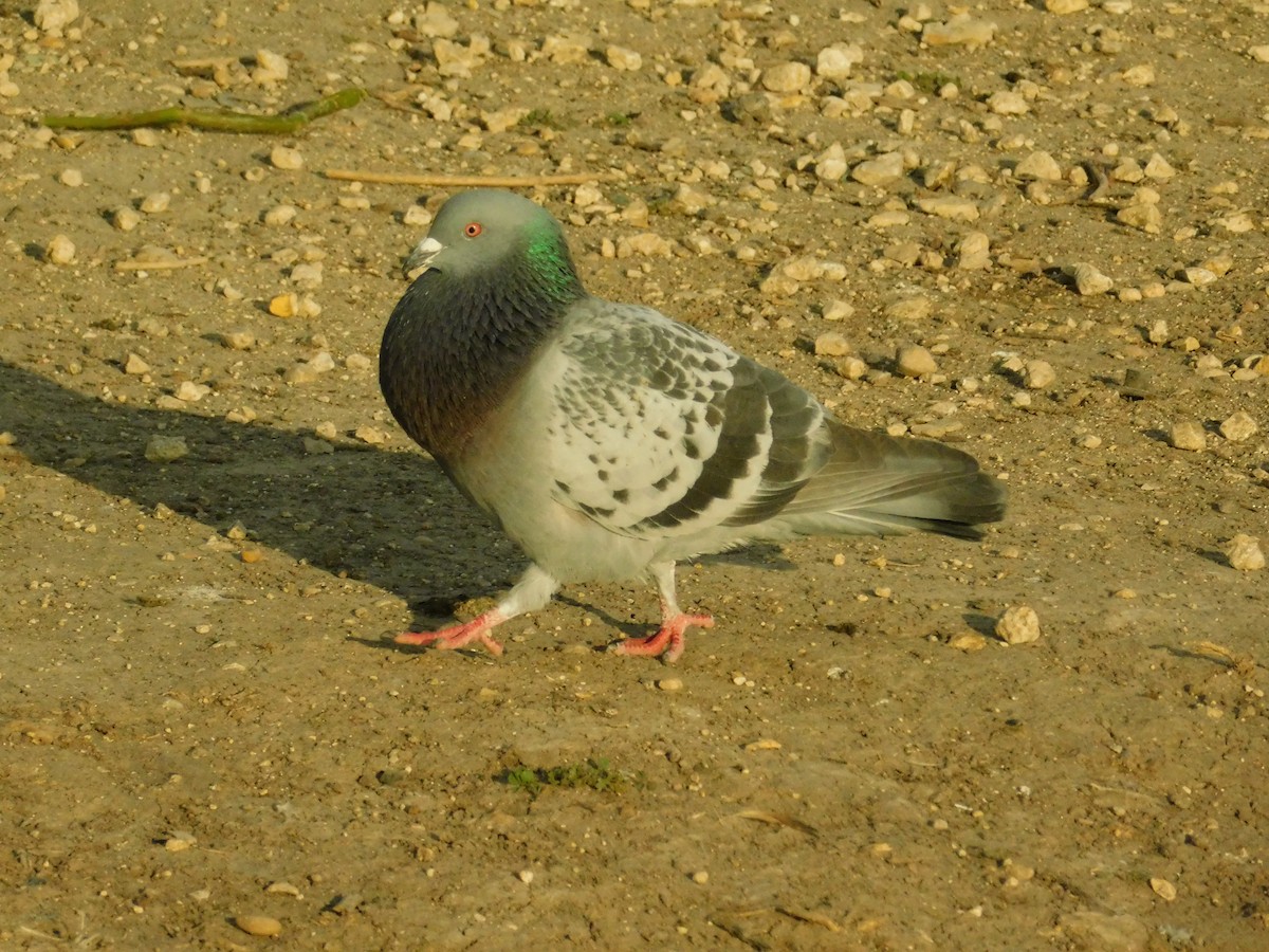 Rock Pigeon (Feral Pigeon) - ML200771011