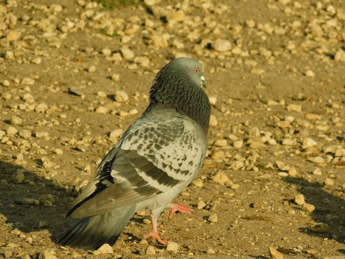 Rock Pigeon (Feral Pigeon) - ML200771031