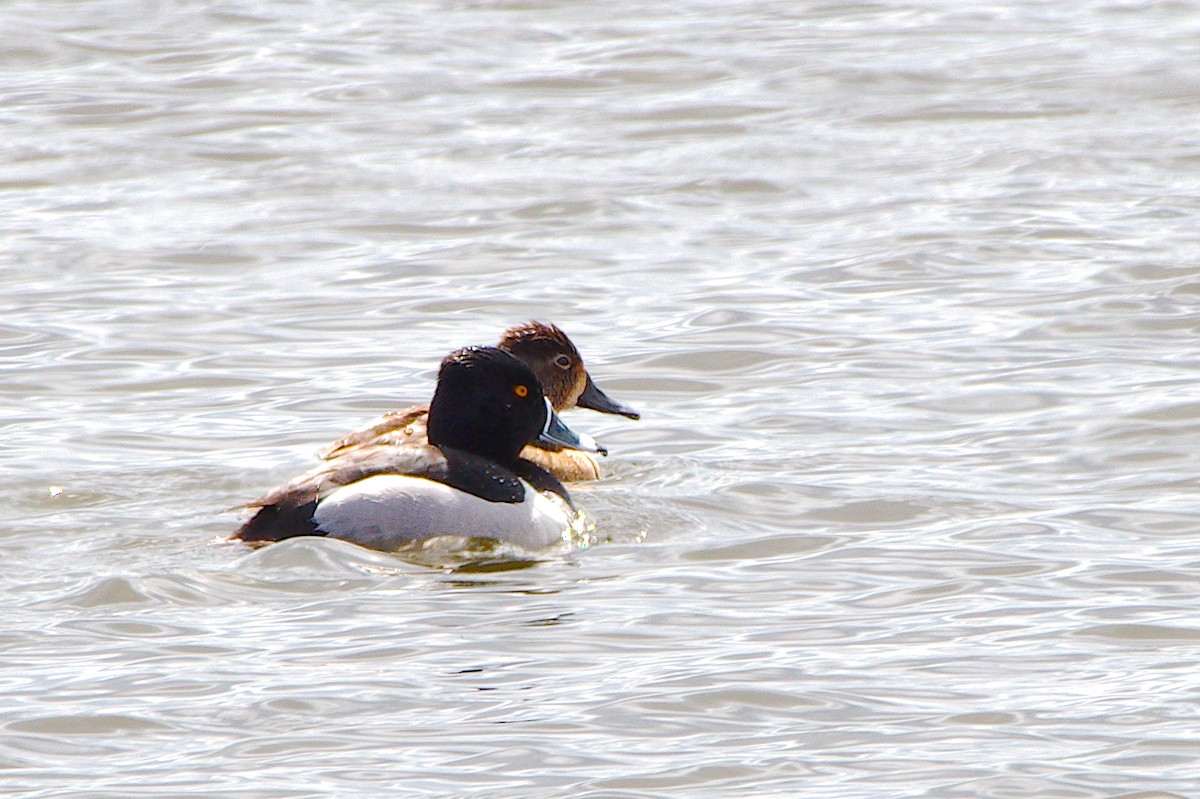 Ring-necked Duck - Rick Beaudon