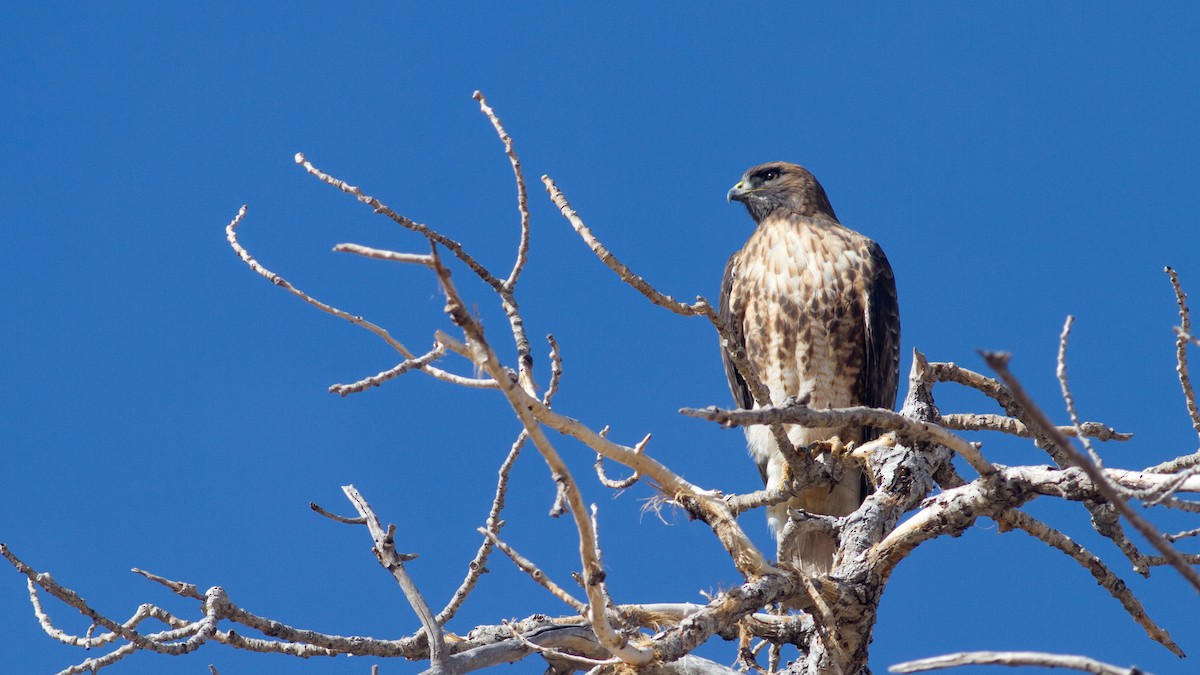 Red-tailed Hawk - ML200773741