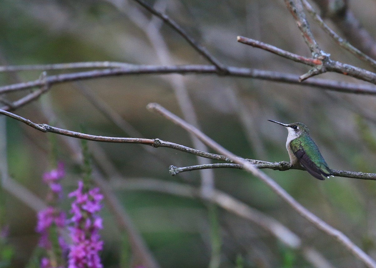 Ruby-throated Hummingbird - Tim Lenz