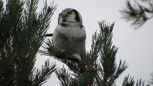 Northern Hawk Owl - ML200774001