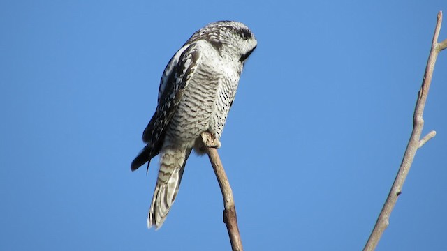 Northern Hawk Owl - ML200774011