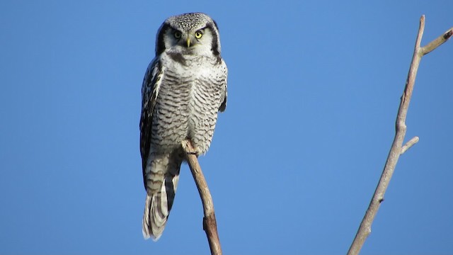 Northern Hawk Owl - ML200774021
