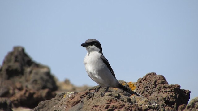 Great Gray Shrike (Sahara) - ML200774121