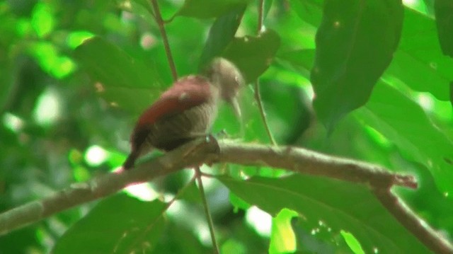 Blood-colored Woodpecker - ML200775091
