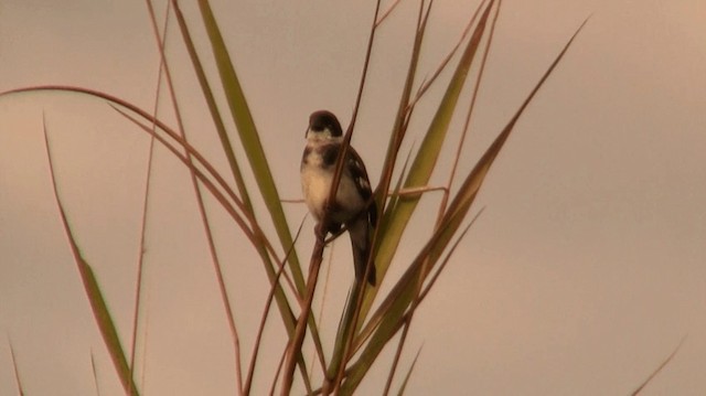 Wing-barred Seedeater - ML200775691