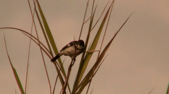 Wing-barred Seedeater - ML200775701