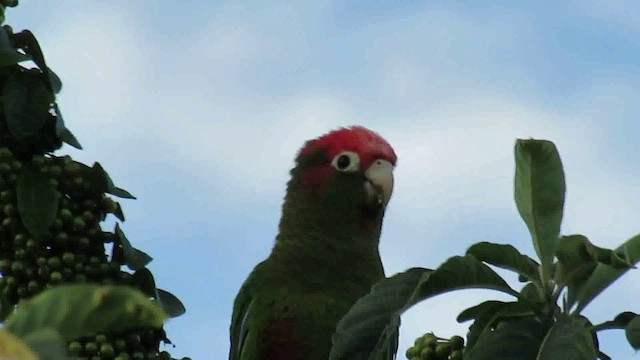 Rose-headed Parakeet - ML200775801