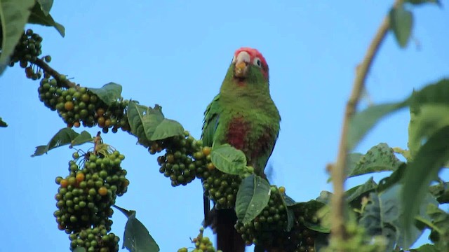 Rose-headed Parakeet - ML200775811