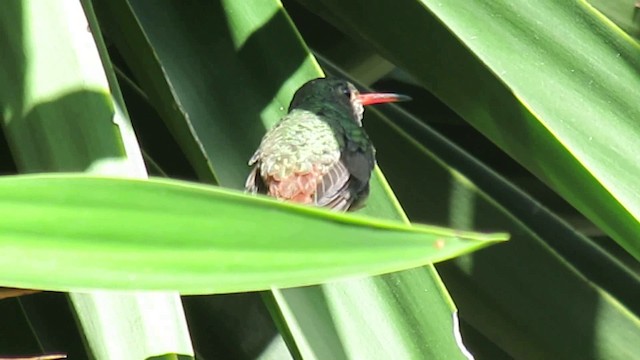 Rufous-tailed Hummingbird - ML200775821