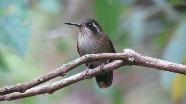 Speckled Hummingbird - ML200775871