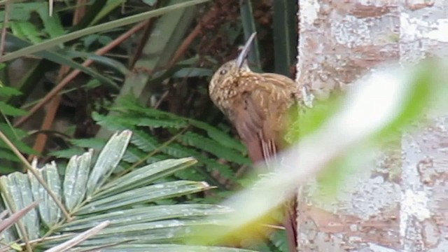 Strong-billed Woodcreeper - ML200775901