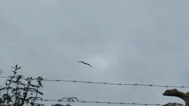 Swallow-tailed Kite - ML200775921