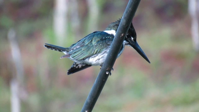 Amazon Kingfisher - ML200775961
