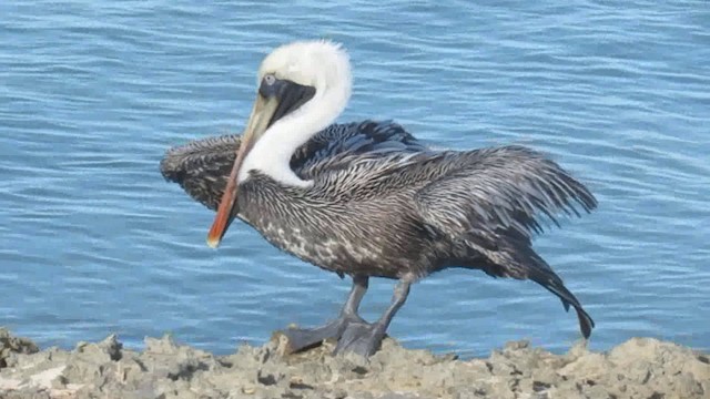pelikán hnědý - ML200776051