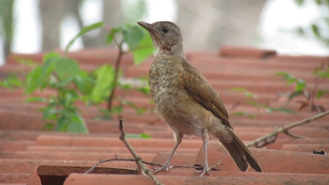 Pale-breasted Thrush - ML200776241