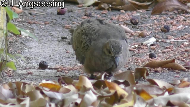 Mourning Dove - ML200776441