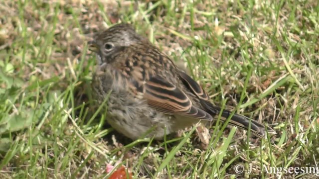 Rufous-collared Sparrow (Rufous-collared) - ML200777441
