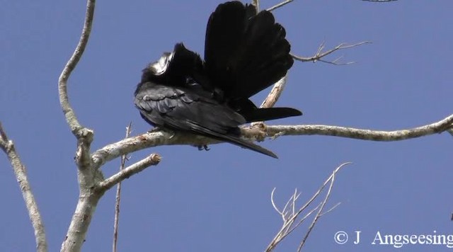 White-necked Crow - ML200778151