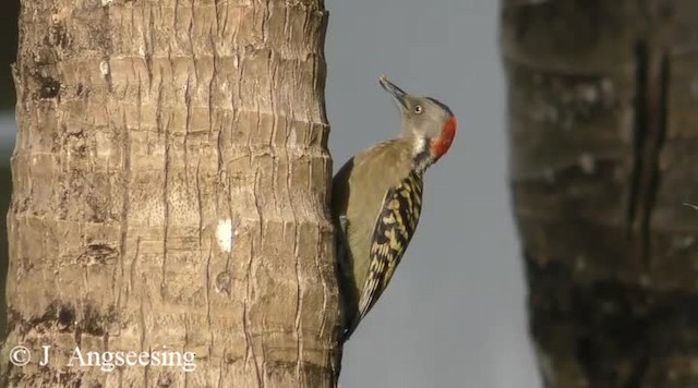 Hispaniolan Woodpecker - ML200778181