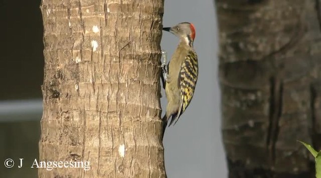 Hispaniolan Woodpecker - ML200778191