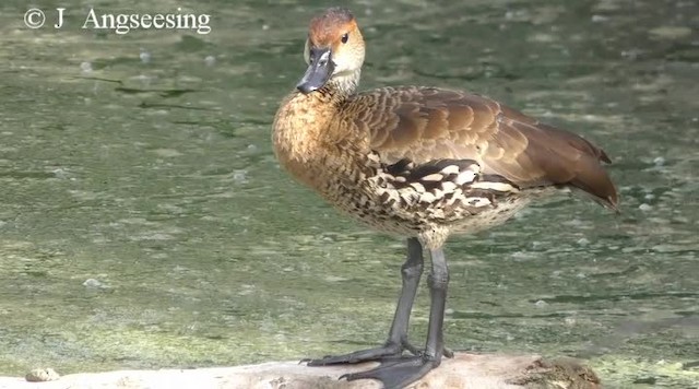 West Indian Whistling-Duck - ML200778271