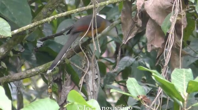 Jamaican Lizard-Cuckoo - ML200778521
