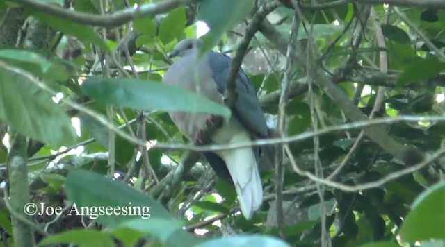 Ring-tailed Pigeon - ML200778621