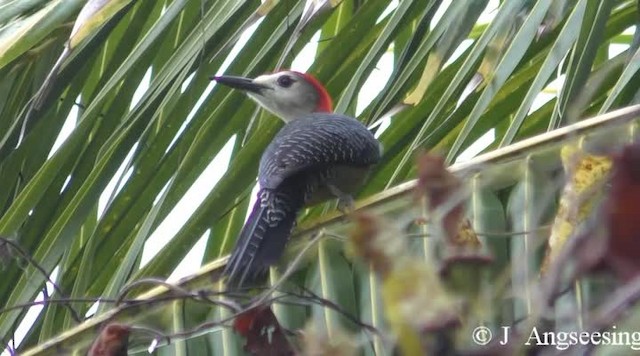 Jamaican Woodpecker - ML200778791