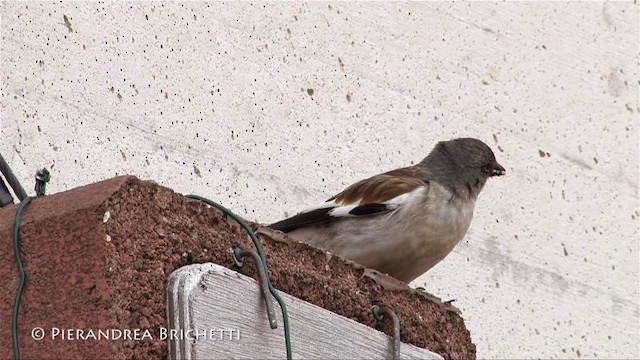 White-winged Snowfinch - ML200780061