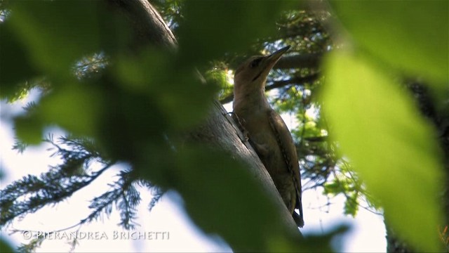 Gray-headed Woodpecker (Gray-headed) - ML200780151