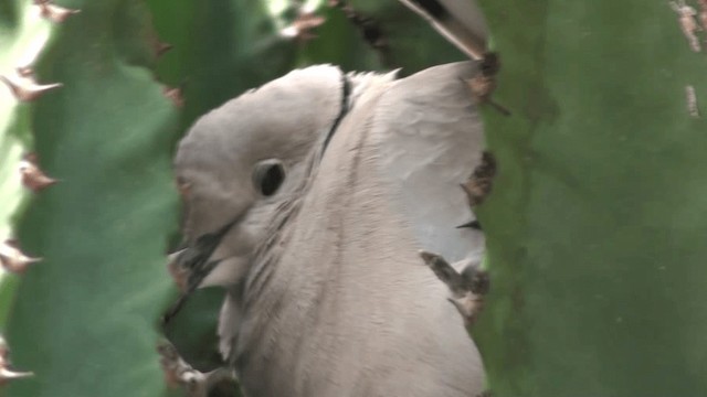 African Collared-Dove - ML200780751