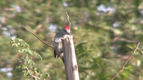 African Gray Woodpecker - ML200780931