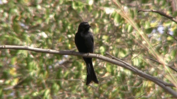 Fork-tailed Drongo (Glossy-backed) - ML200780951