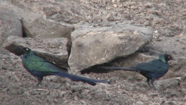 Long-tailed Glossy Starling - ML200780971