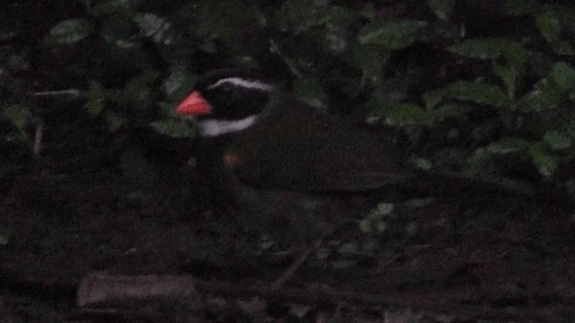Orange-billed Sparrow - ML200781661