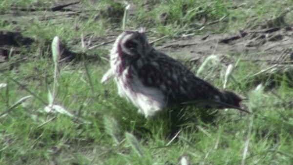 Short-eared Owl - ML200782081