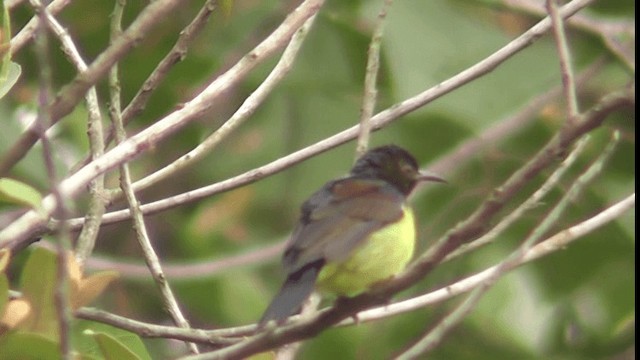 Brown-throated Sunbird - ML200782871