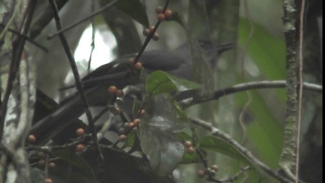 Long-tailed Sibia - ML200782981