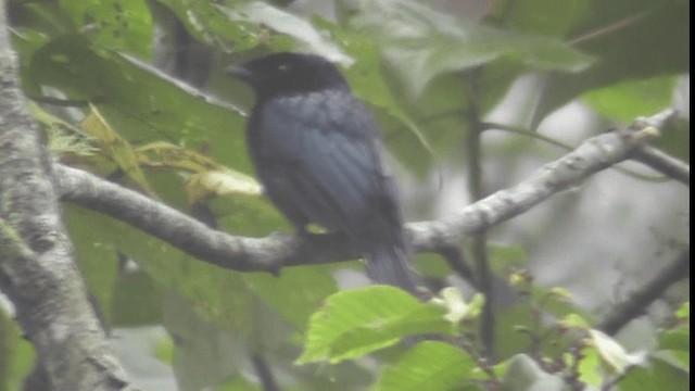 Lesser Racket-tailed Drongo - ML200783001