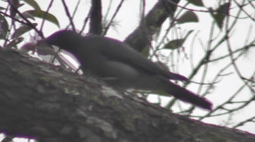 Large Cuckooshrike (Malayan) - ML200783011