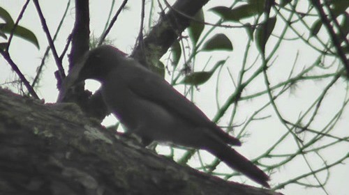 Large Cuckooshrike (Malayan) - ML200783031