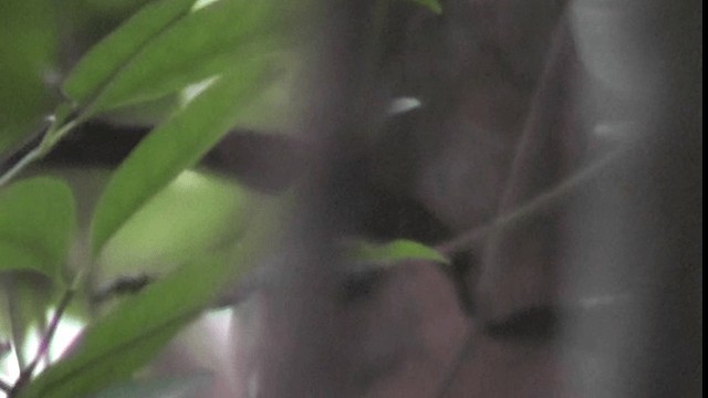 Gray-throated Babbler - ML200783421