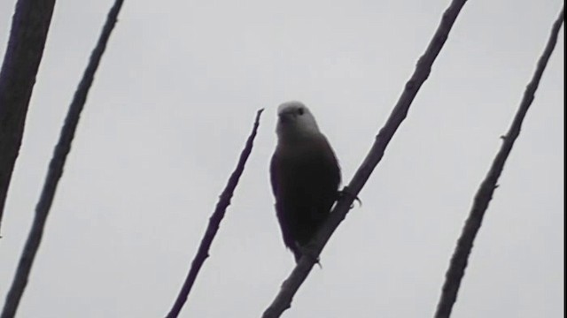 白頭文鳥 - ML200783611