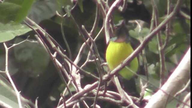 Brown-throated Sunbird - ML200783791